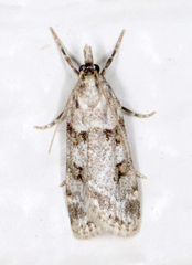 Scoparia palloralis