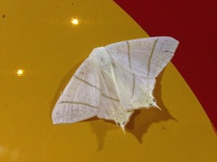 Ourapteryx sambucaria