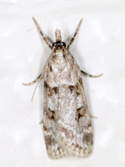 Scoparia palloralis