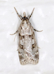 Scoparia palloralis