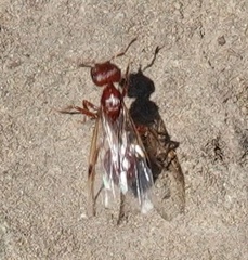 Pogonomyrmex subdentatus
