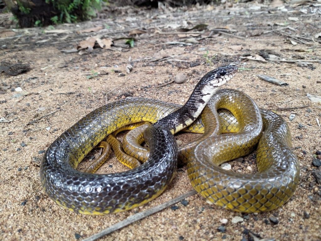 Malayan Brown Snake