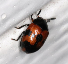 Diaperis nigronotata