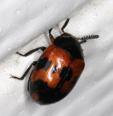 Diaperis nigronotata