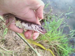 Xenelaphis hexagonotus