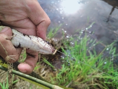 Xenelaphis hexagonotus