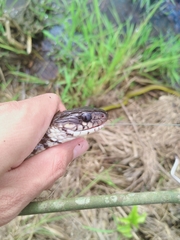 Xenelaphis hexagonotus