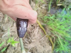 Xenelaphis hexagonotus