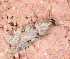 Scoparia palloralis