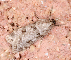 Scoparia palloralis