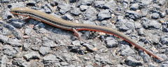 Panaspis wahlbergii