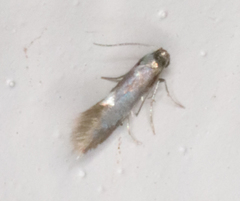 Heliozelidae