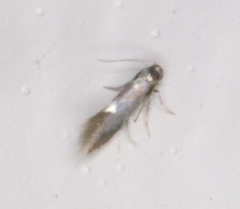 Heliozelidae