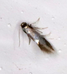 Heliozelidae