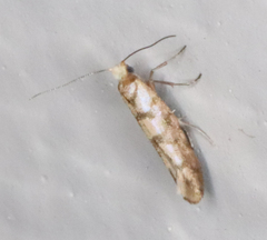 Argyresthia alternatella