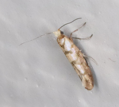 Argyresthia alternatella