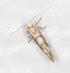 Argyresthia alternatella