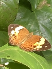Cupha erymanthis lotis