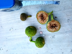 Ficus crocata