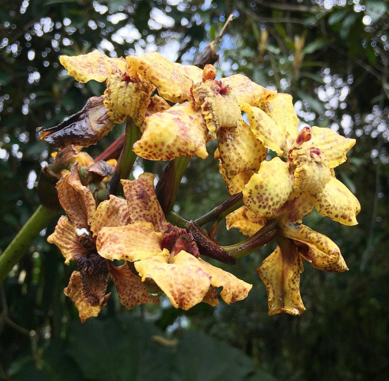 Cyrtochilum triphyllum (Ruiz & Pav.) Pupulin 3