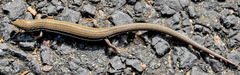 Panaspis wahlbergii
