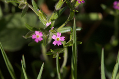 Microsteris gracilis