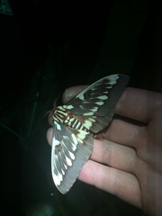 Citheronia splendens