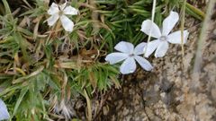 Phlox pulvinata