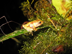 Philautus ventrimaculatus