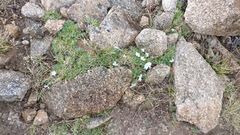 Phlox pulvinata