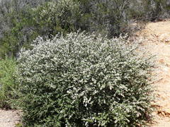 Ceanothus verrucosus