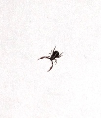Anaulacodithella