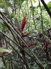Heliconiaceae