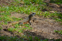 Leiolepis belliana