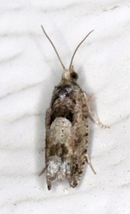 Pseudexentera hodsoni