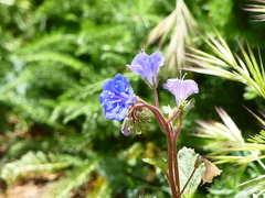 Phacelia campanularia