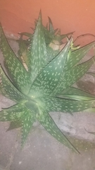 Aloe vera