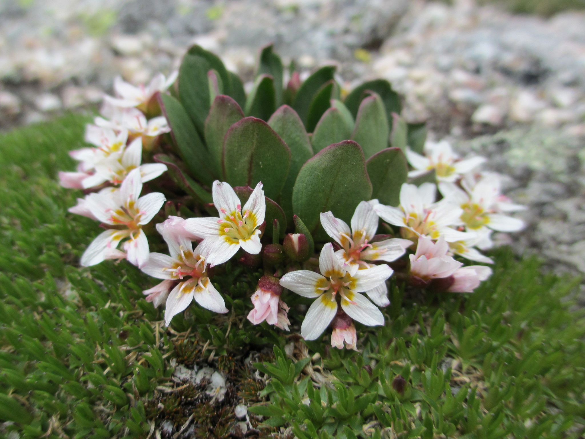 Claytonia megarhiza