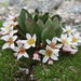 Alpine Springbeauty - Photo (c) Steve Wagner, some rights reserved (CC BY-NC), uploaded by Steve Wagner