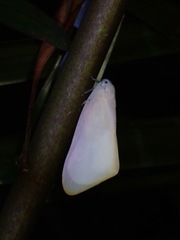 Nephesa truncaticornis