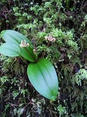 Scoliopus hallii