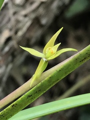 Prosthechea grammatoglossa