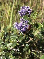 Ceanothus confusus