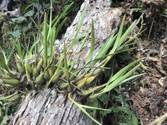 Prosthechea grammatoglossa