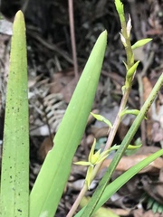 Prosthechea grammatoglossa