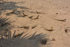 Leiolepis belliana