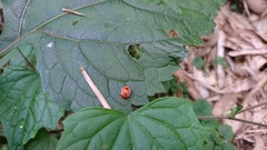 Diekeana admirabilis