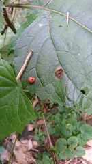 Diekeana admirabilis