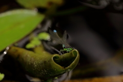 Ischnura denticollis