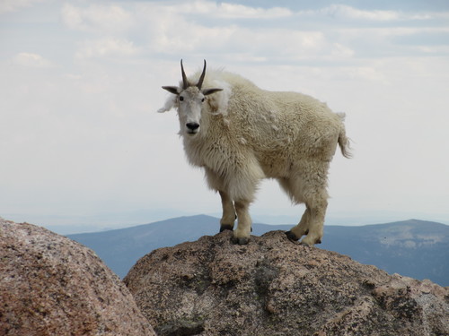 Mountain Goat photographed in Colorado